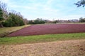 Cranberry bog in the fall on Cape Cod in New England Royalty Free Stock Photo