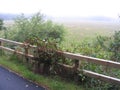 Cranberry bog on misty morning Royalty Free Stock Photo