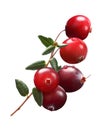 Cranberry branch Vaccinium oxycoccus, clipping path