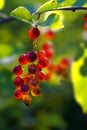 Cranberry bush fruit Royalty Free Stock Photo