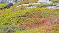 Cranberry bush, in the high mountains