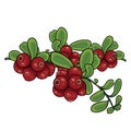 Cranberry bush, isolated object on a white background, vector illustration