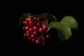 Cranberry bush - symbol of Ukraine