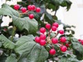 Red viburnum berries close up on bush