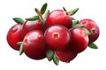Cranberry composition, clipping paths Royalty Free Stock Photo