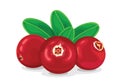 Cranberry Detailed Realistic Vector Illustration