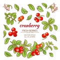 Cranberry elements vector set