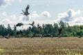 Cranberry-feeding field, bird migration in spring and autumn