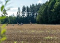 Cranberry-feeding field, bird migration in spring and autumn