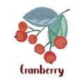 Cranberry forest berry Royalty Free Stock Photo