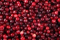 Cranberry Royalty Free Stock Photo