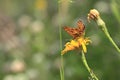 Cranberry fritillary in bogland Royalty Free Stock Photo