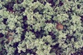 Cranberry with frost crystals, top view. selective focus. toning