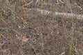 Cranberry Fruit Image and Photo. Wild Cranberries fruit ripening in marsh field in the environment of Ontario Canada