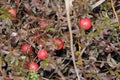 Cranberry Fruit Image and Photo. Wild Cranberries fruit ripening in marsh field in the environment of Ontario Canada