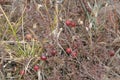 Cranberry Fruit Image and Photo. Wild Cranberries fruit ripening in marsh field in the environment of Ontario Canada