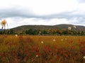 Cranberry Glades, Monongahela National Forest, West Virginia Royalty Free Stock Photo