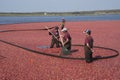 Cranberry harvester Royalty Free Stock Photo