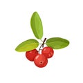 Cranberry icon isolated