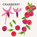 Cranberry illustration vector set with watercolor texture and line art. Hand drawn fully isolated modern colorful design elements Royalty Free Stock Photo
