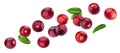 Cranberry isolated on white background with clipping path Royalty Free Stock Photo