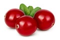 Cranberry isolated on white background with clipping path and full depth of field Royalty Free Stock Photo