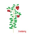 Cranberry. Isolated wild berries on white background