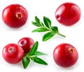 Cranberry with leaf. Collection on white background