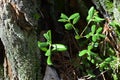 Cranberry leaves in the hollow in the forest.