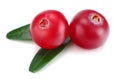 Cranberry with leaves isolated on white. With clipping path. Full depth of field. Royalty Free Stock Photo