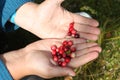 Cranberry on the palms Royalty Free Stock Photo