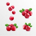 Cranberry. Realistic raspberry fruit, vitamin berries, summer food and leaf, healthy plant. Organic cowberry. Botanical