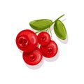 Cranberry.Vector illustration. Berry. Ruit, wild berry