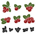 Cranberry set. Vector