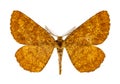 Cranberry spanworm moth