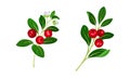 Cranberry sprigs with fresh red ripe berries, flowers and green leaves set vector illustration