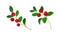 Cranberry sprigs with fresh ripe berries and green leaves set vector illustration