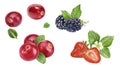 Cranberry strawberry blackberry watercolor illustration isolated on white background