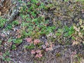 cranberry at tundra meadow in Iceland in september Royalty Free Stock Photo