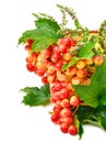 Cranberry twig with green leaves and mint in the basket