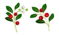 Cranberry twigs set. Lingonberry sprigs with red fresh ripe berries vector illustration Royalty Free Stock Photo