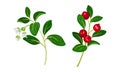 Cranberry twigs set. Lingonberry sprigs with white flowers and red fresh ripe berries vector illustration