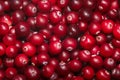 Cranberry v. oxycoccus background, top