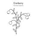 Cranberry or Vaccinium oxycoccos, edible and medicinal plant