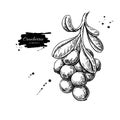 Cranberry vector drawing. Isolated berry branch sketch on white Royalty Free Stock Photo