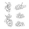 Cranberry vector drawing. Isolated berry branch sketch on white background. Royalty Free Stock Photo