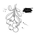 Cranberry vector drawing. Isolated berry branch sketch on white Royalty Free Stock Photo