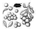 Cranberry vector drawing. Isolated berry branch sketch on white