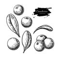 Cranberry vector drawing. Isolated berry heap sketch on white ba Royalty Free Stock Photo