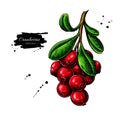 Cranberry vector drawing. Isolated berry heap sketch on white background. Royalty Free Stock Photo